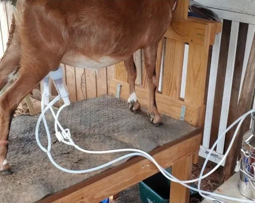 Доїльний апарат для кіз та корів 2 види стаканів